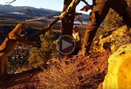 Raw Video of Park Rangers Rescuing a Cougar Caught in a Trap