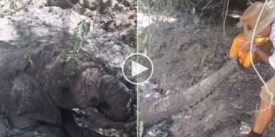 Elephant Trapped in Mud Gets Hand-Fed Water During Dramatic Rescue