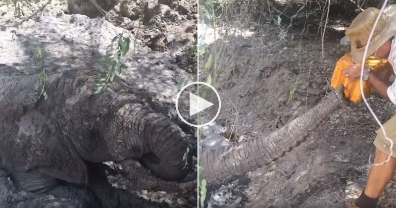 Elephant Trapped in Mud Gets Hand-Fed Water During Dramatic Rescue
