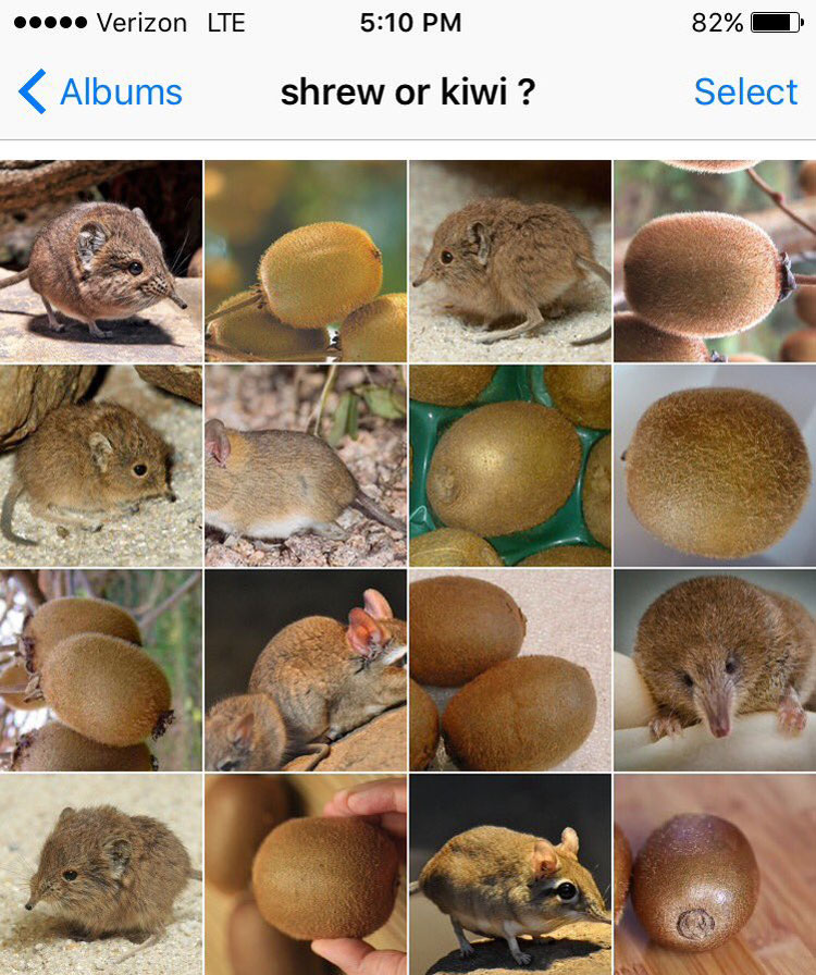 shrew or kiwi by karen zack