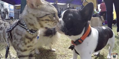 50 Dog Reactions to a Cat at a Dog Show