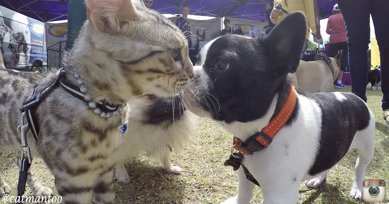 50 Dog Reactions to a Cat at a Dog Show