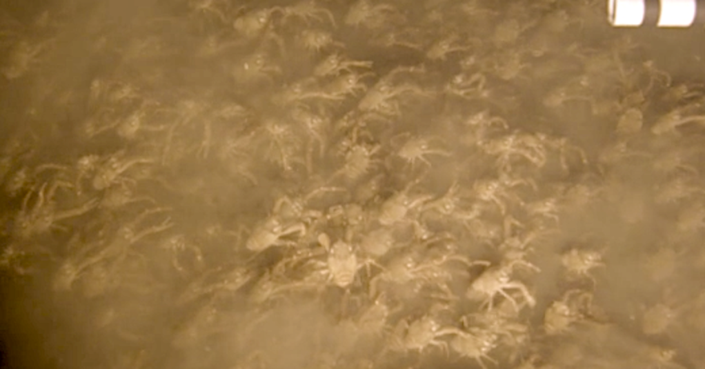 Researchers Stumble Upon Massive Crab Swarm 1,200 ft Deep