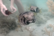 Awesome Snorkelers Rescue Porcupinefish Caught in Net