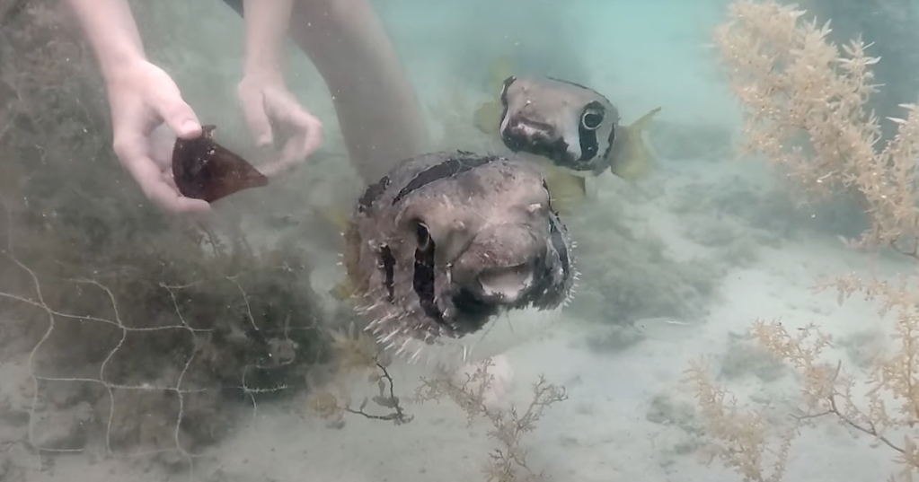 Awesome Snorkelers Rescue Porcupinefish Caught in Net