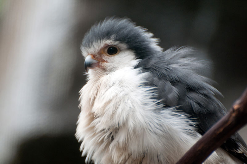 african pygmy falcon close up Picture of the Day: Just a Pygmy Falcon