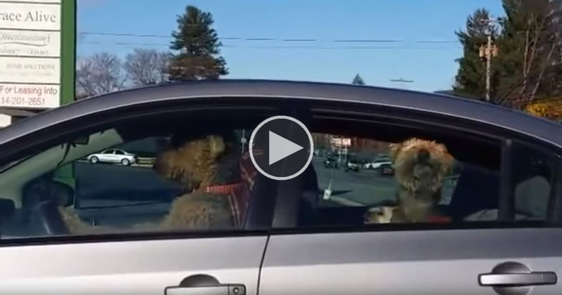Impatient Pup Lays On Horn, Demands Owner's Immediate Return From Store