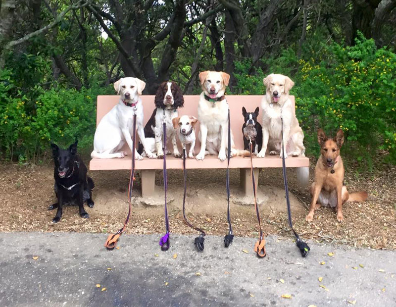 Dog Walker Takes Daily Pack Pics for the Owners by walkpro leash (11)