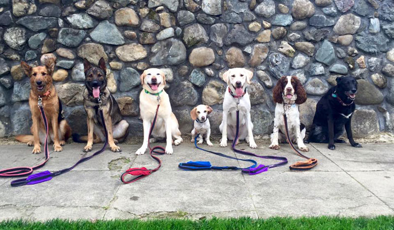Dog Walker Takes Daily Pack Pics for the Owners by walkpro leash (17)
