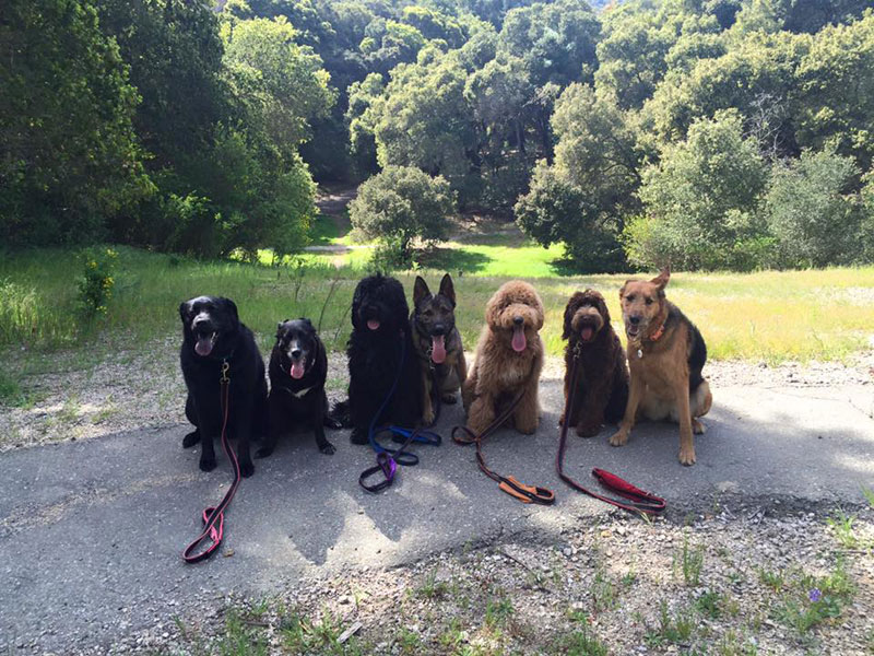 Dog Walker Takes Daily Pack Pics for the Owners by walkpro leash (20)