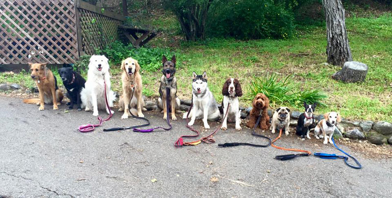 Dog Walker Takes Daily Pack Pics for the Owners by walkpro leash (23)