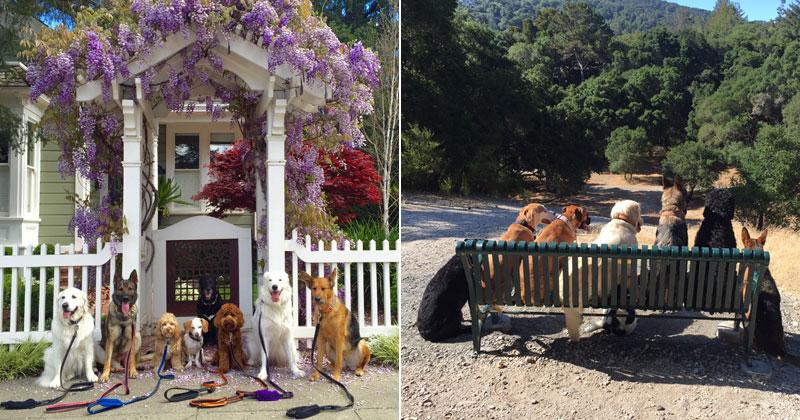 This Awesome Dog Walker Takes Daily Group Pics for the Owners