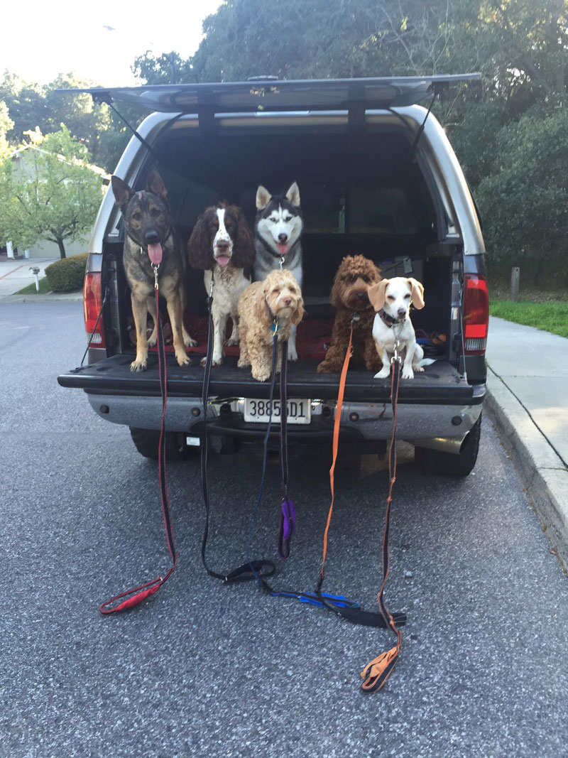 Dog Walker Takes Daily Pack Pics for the Owners by walkpro leash (4)