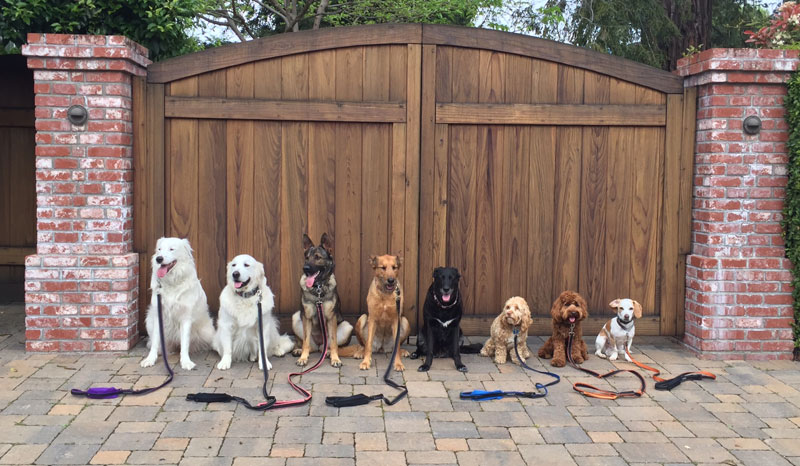 Dog Walker Takes Daily Pack Pics for the Owners by walkpro leash (5)