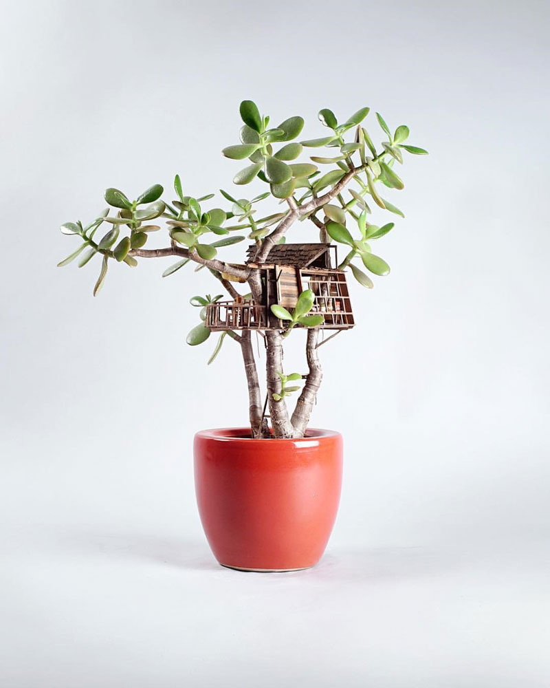 treehouses for house plants by jedediah corwyn voltz (6)