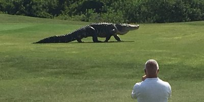 The Internet Can't Decide if this Giant Gator Video is Real or Fake