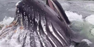 Massive Humpback Surfaces to Feed Mere Feet from Marina Dock in Alaska
