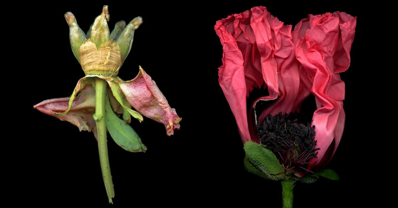 Isabel Bannerman's Stunning Flower Photos Border on Violence