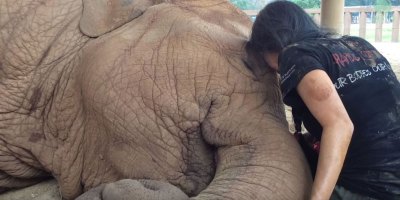 This Woman's Lullaby Never Fails to Put this Rescued Elephant to Sleep