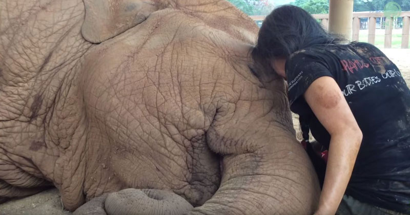 This Woman’s Lullaby Never Fails to Put this Rescued Elephant to Sleep