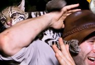 Nature Host Has Experience of a Lifetime with Wild Ocelot