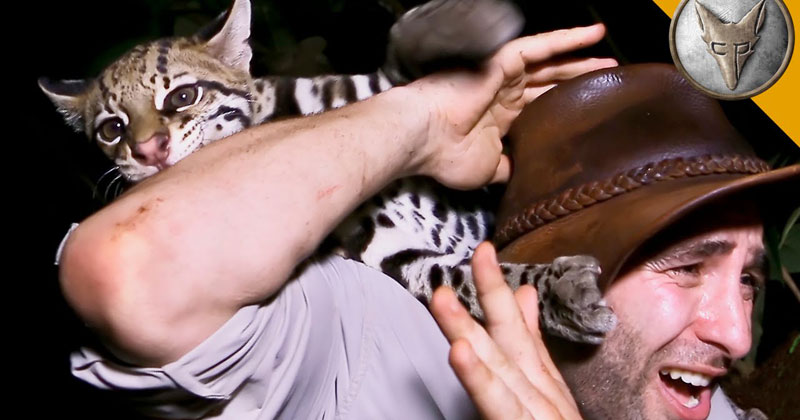 Nature Host Has Experience of a Lifetime with Wild Ocelot