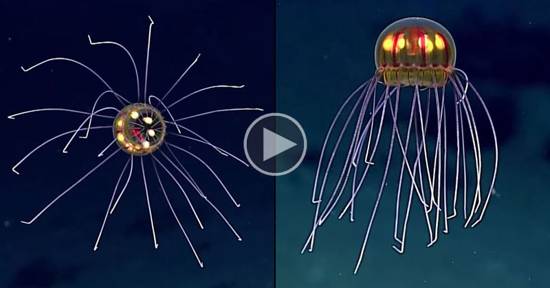 Rare and Mysterious Jellyfish Spotted 12,000 Ft Deep