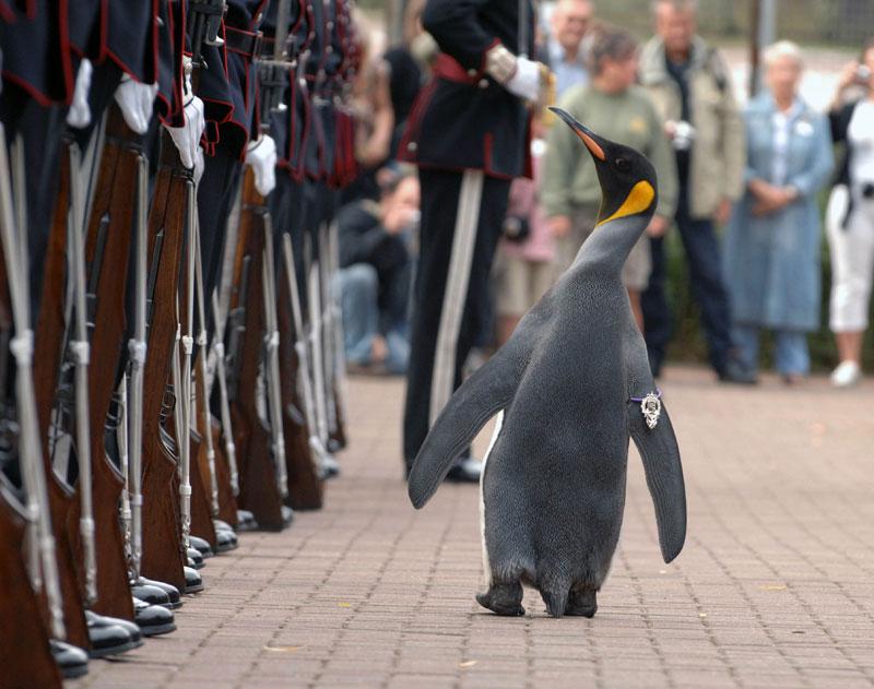 Meet Sir Nils Olav. King Penguin and Colonel-in-Chief of the Norwegian Royal Guard