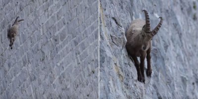 The Remarkable Climbing Prowess of Alpine Ibexes
