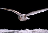 Watch How Silently Owls Fly Compared to Other Birds