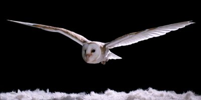 Watch How Silently Owls Fly Compared to Other Birds