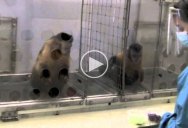 Watch What Happens When Monkeys Get Different Rewards for Doing the Same Task