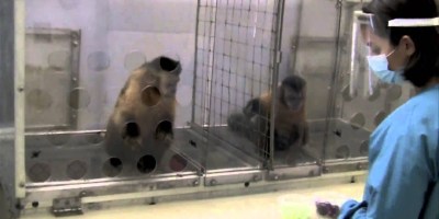 Watch What Happens When Monkeys Get Different Rewards for Doing the Same Task
