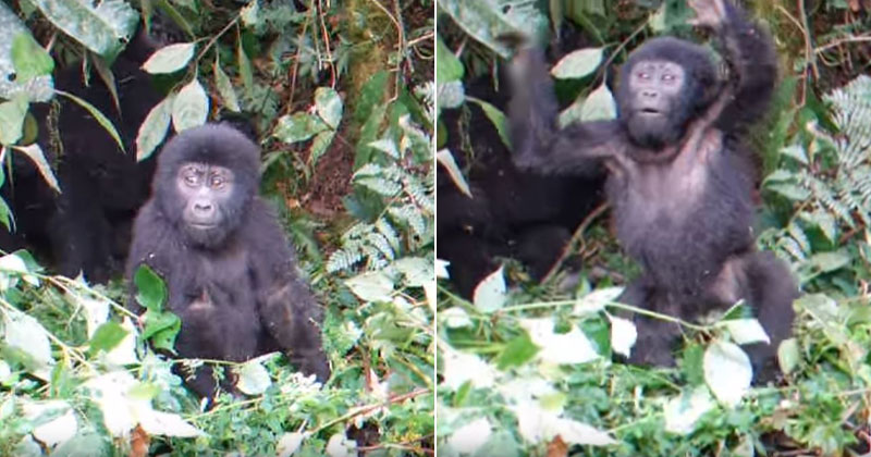 Baby Gorilla Beats His Chest for the First Time