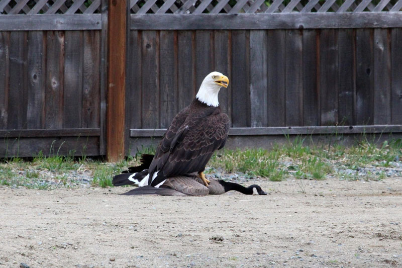 A Bald Eagle and Canada Goose Squared Off