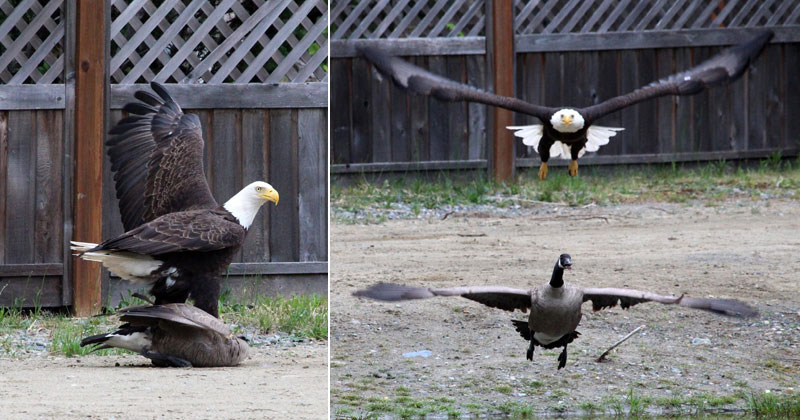 A Bald Eagle and Canada Goose Squared Off and Someone Caught It All (10 Photos)
