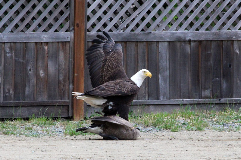 bald eagle vs canada goose by lisa bell (2)