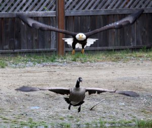 bald eagle vs canada goose by lisa bell 5 bald eagle vs canada goose by lisa bell (5)