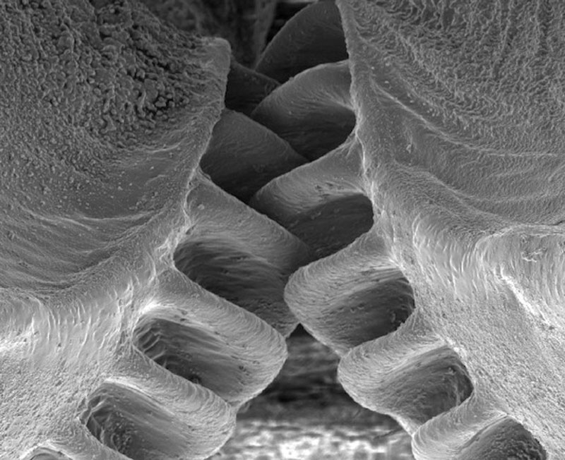 Close-Up of the First Mechanical Gear Ever Found in Nature