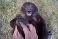 Guy Adopts Abandoned Grizzly Bear Cub and Watching them Play is Heartwarming