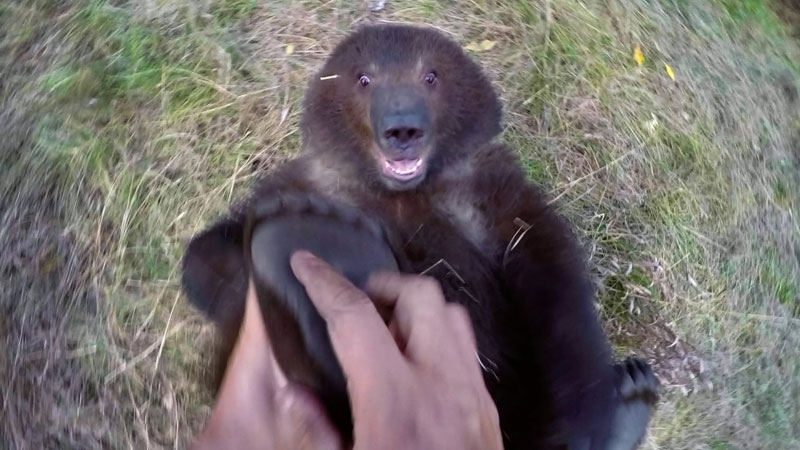 Guy Adopts Abandoned Grizzly Bear Cub and Watching them Play is Heartwarming