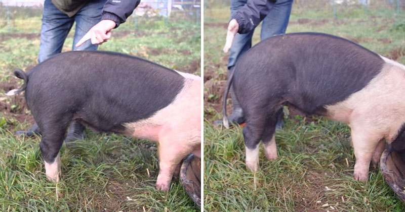 How To Make a Pig's Tail Go Straight