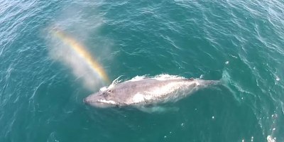 Amazing Drone Footage Shows Humpback Whale Shooting Rainbow