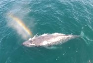 Amazing Drone Footage Shows Humpback Whale Shooting Rainbow