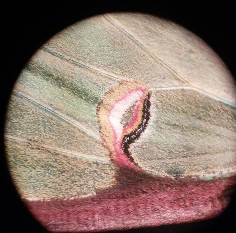 luna moth wing under a microscope (2)