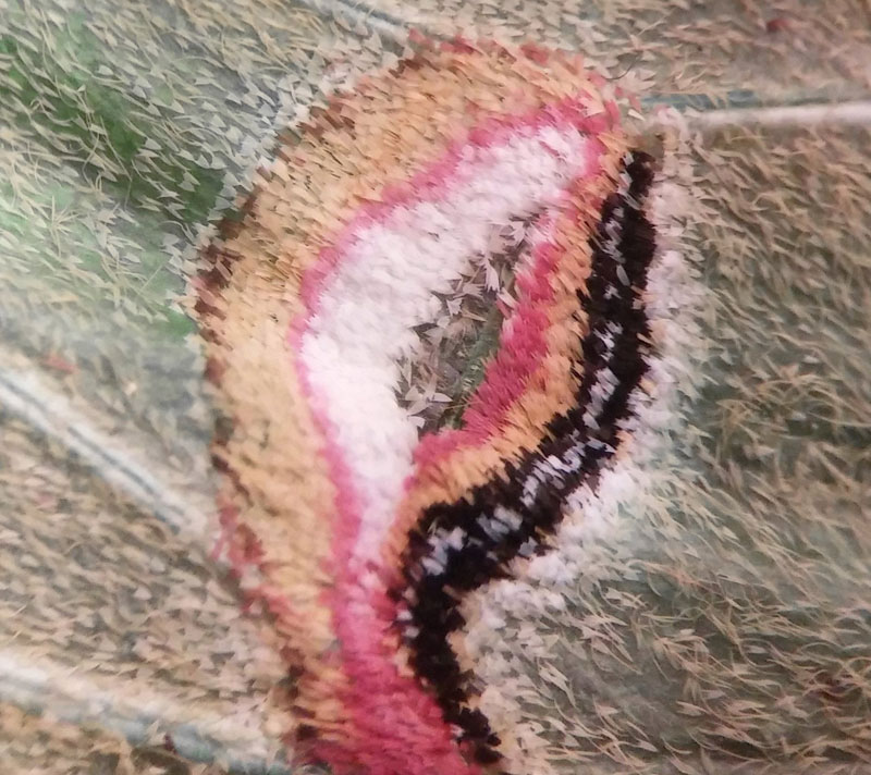 luna moth wing under a microscope (3)
