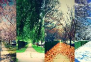 Picture of the Day: One Street, Four Seasons