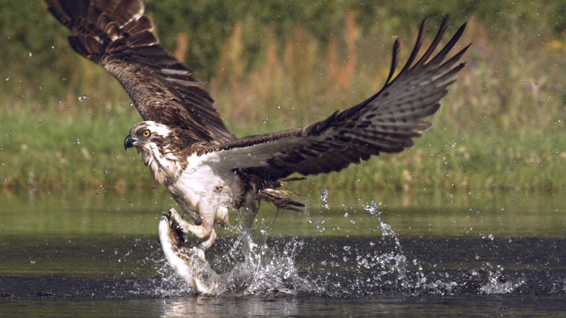 Osprey Swoops in to Catch Trout in Super Slow Motion