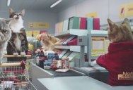 Someone Made a Miniature Supermarket for Cats Because of You, Internet.