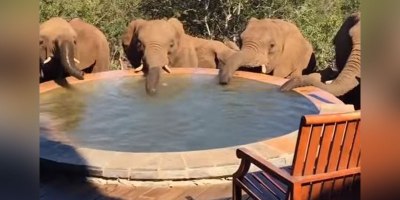 That Moment, When You Wake Up to a Herd of Elephants Drinking Out of Your Pool